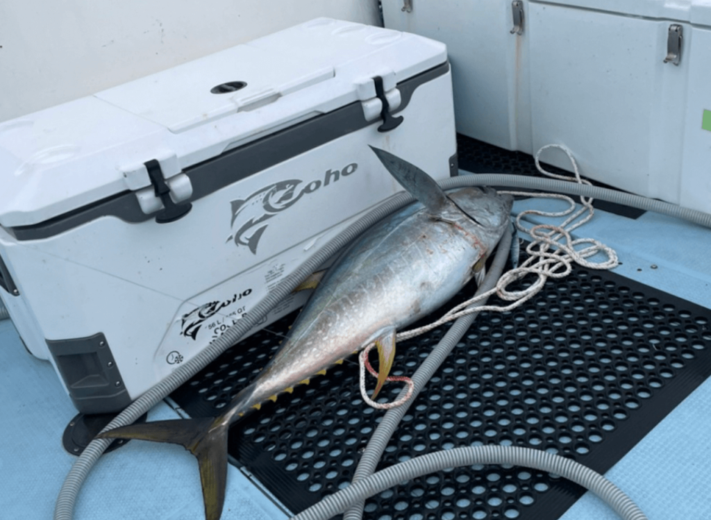 コストコクーラーボックス「コーホー ブローモールド156L」はマグロ  